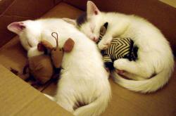 开云体育平台APP-雷恩的黄昏见证，当赖斯的统治力定义了一场唯一的对决