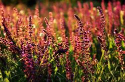 开云体育登录-跨界接管，比利时足球击溃荷兰的启示与罗德里F1争冠的统治艺术