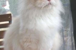 开云体育APP下载-东契奇，独行侠对阵雷霆，为命运纺线的神祇