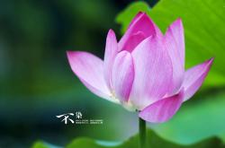 开云体育平台APP-生存与绽放，当橄榄球绝境遭遇足球艺术