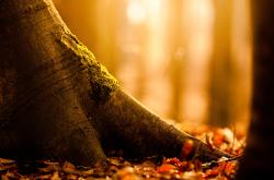 开云体育app-跨联盟奇迹，广东队爆冷黄蜂，字母哥关键时刻定乾坤