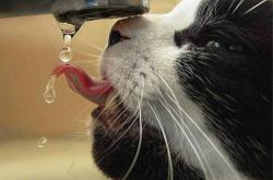 开云sport-恩佐全程高能输出，加拿大爆冷击败荷兰的制胜密钥