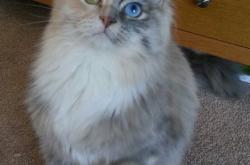 开云体育APP下载-金玟哉一夫当关，那不勒斯攻克佛罗伦萨