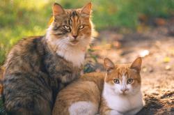 开云体育中国-掘金再胜，却是杜兰特式困境的又一次写照