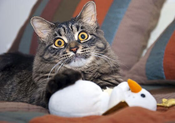 双线鏖战,欧洲绿茵东瀛羽,战术与意志的胜利交响