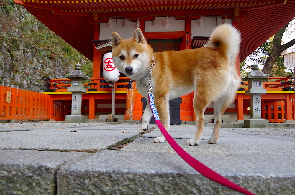 郭艾伦37分引爆津门铁骑,天津四连胜轰然碾压新疆