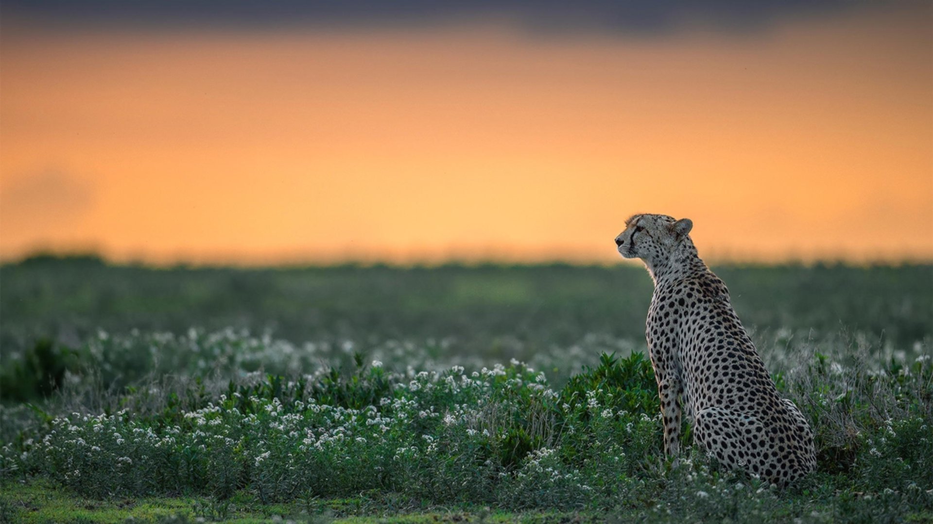 跨界共鸣,辽宁横扫之夜,东契奇独舞另一战场