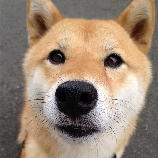 霍勒迪的匕首，持续制造杀伤，太阳稳稳摘下天山雪莲