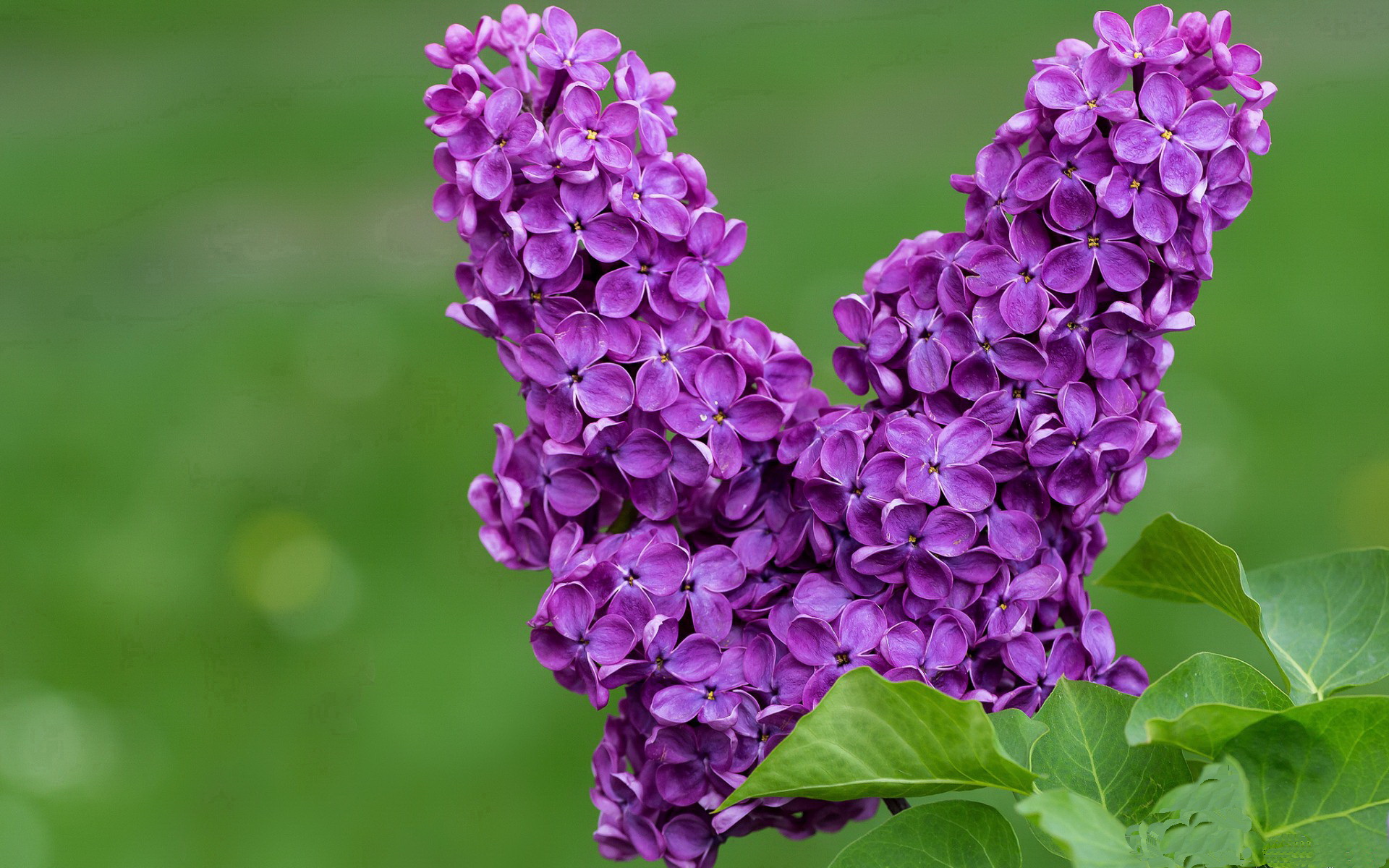 极速暗流，F1街道赛之夜与硬仗之王伦纳德的冰冷协奏