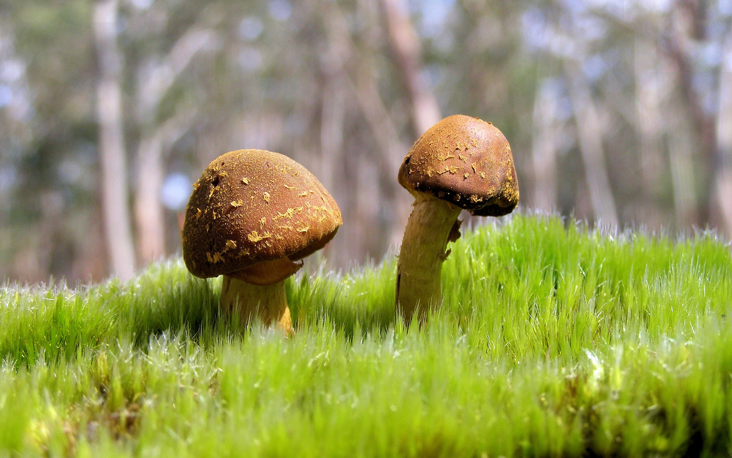 进攻万花筒奏响破壁乐章,西亚卡姆与尼克斯的碾压式美学