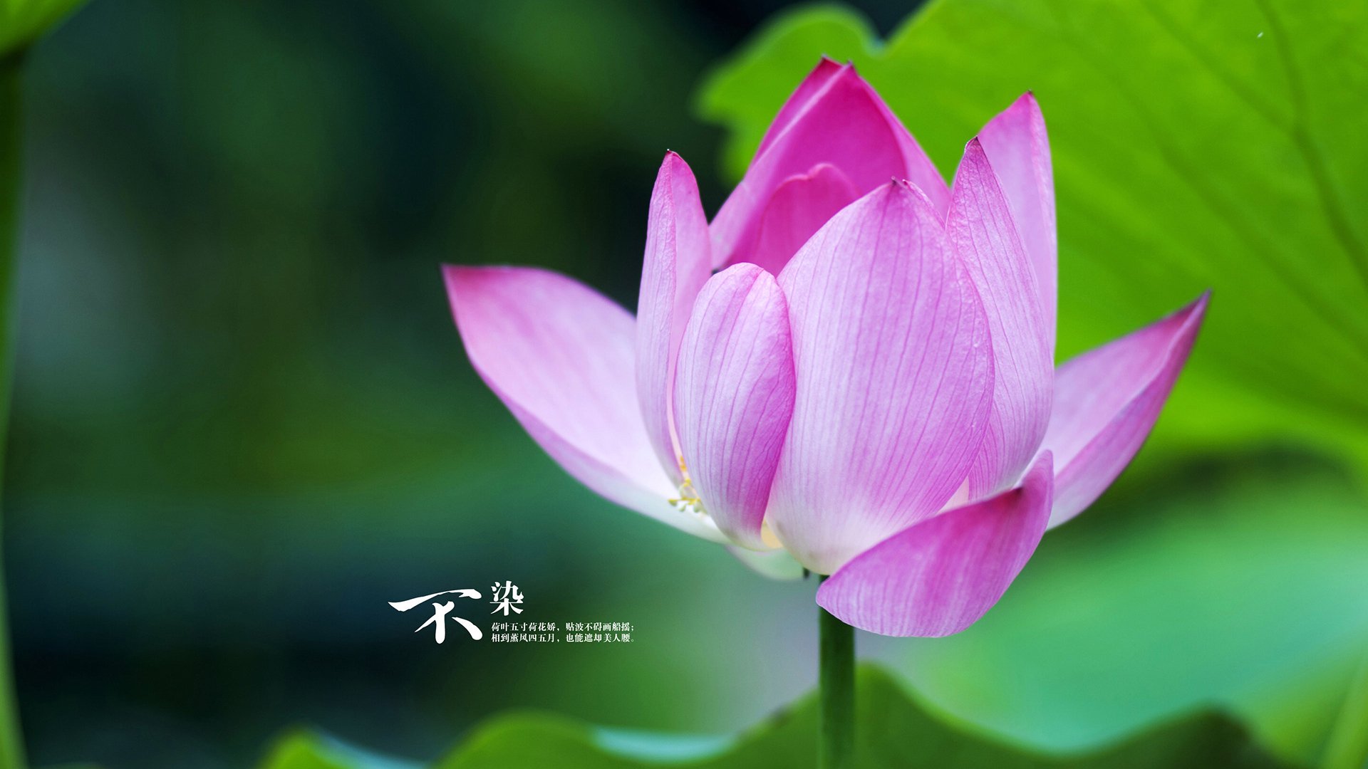 生存与绽放,当橄榄球绝境遭遇足球艺术