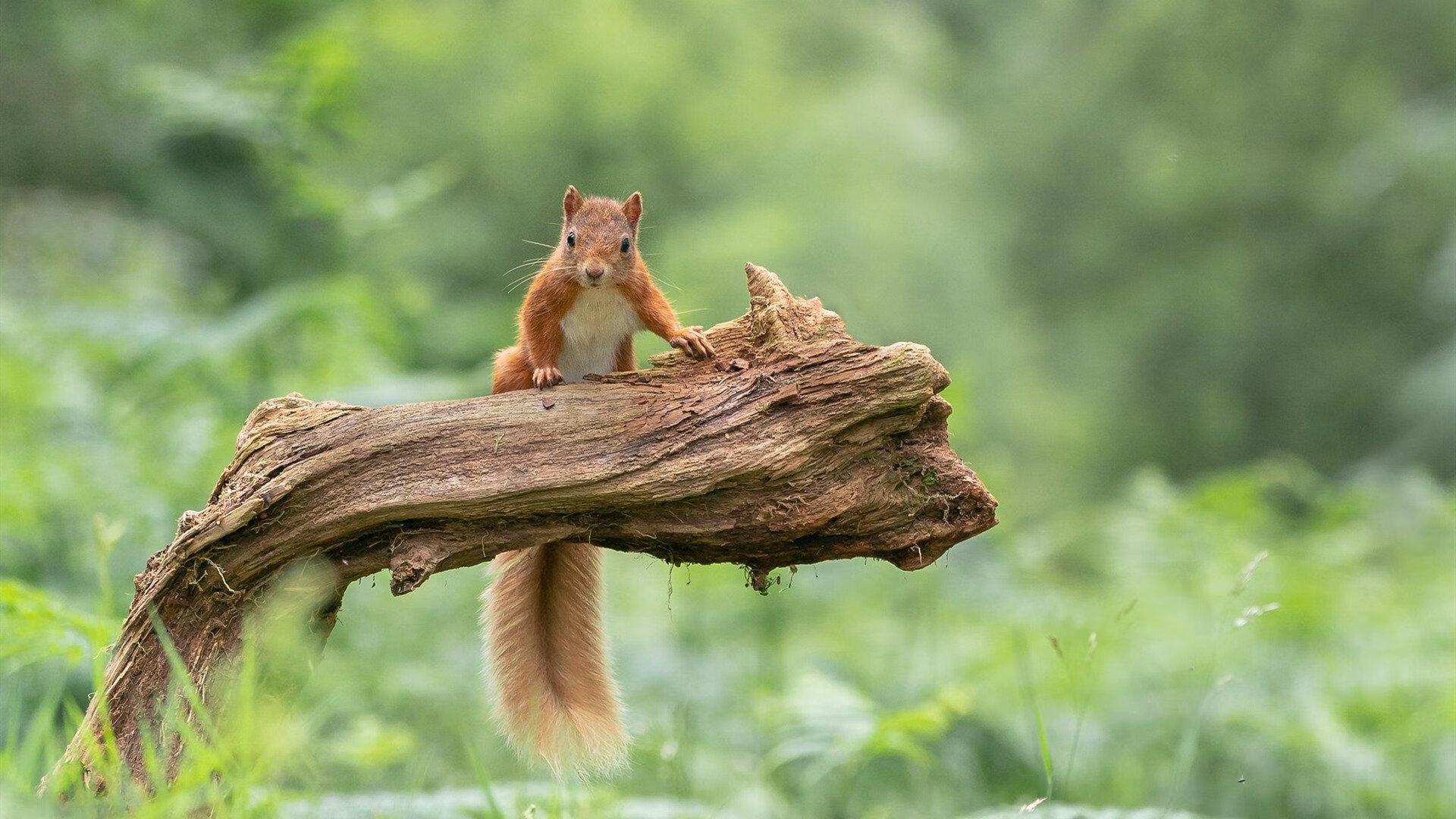 赛道手术刀,赖斯的黑色救赎之夜