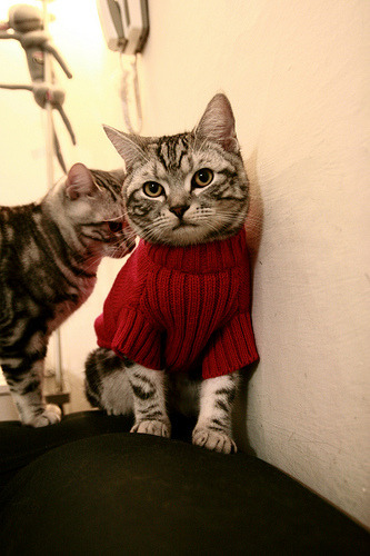 唯一双焦点，西决生死战与几内亚横扫奥地利的史诗之夜