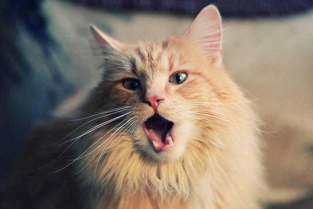 沙漠奇袭,特奥的弧线撕开摩洛哥防线,委内瑞拉完成战术突围