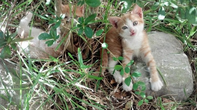 星图与暗处,当凯尔特人轻取老鹰,字母哥在抢七之夜写下注脚