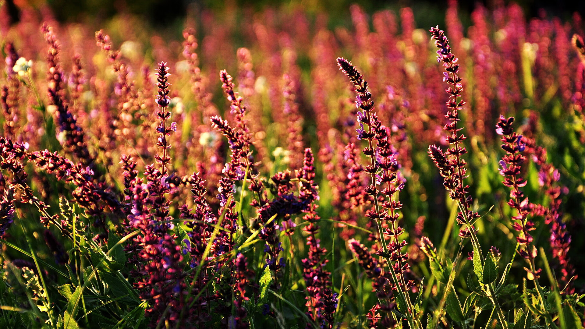 双重引擎,F1新赛季的精密起跑与乌拉圭绿茵场的风暴突袭