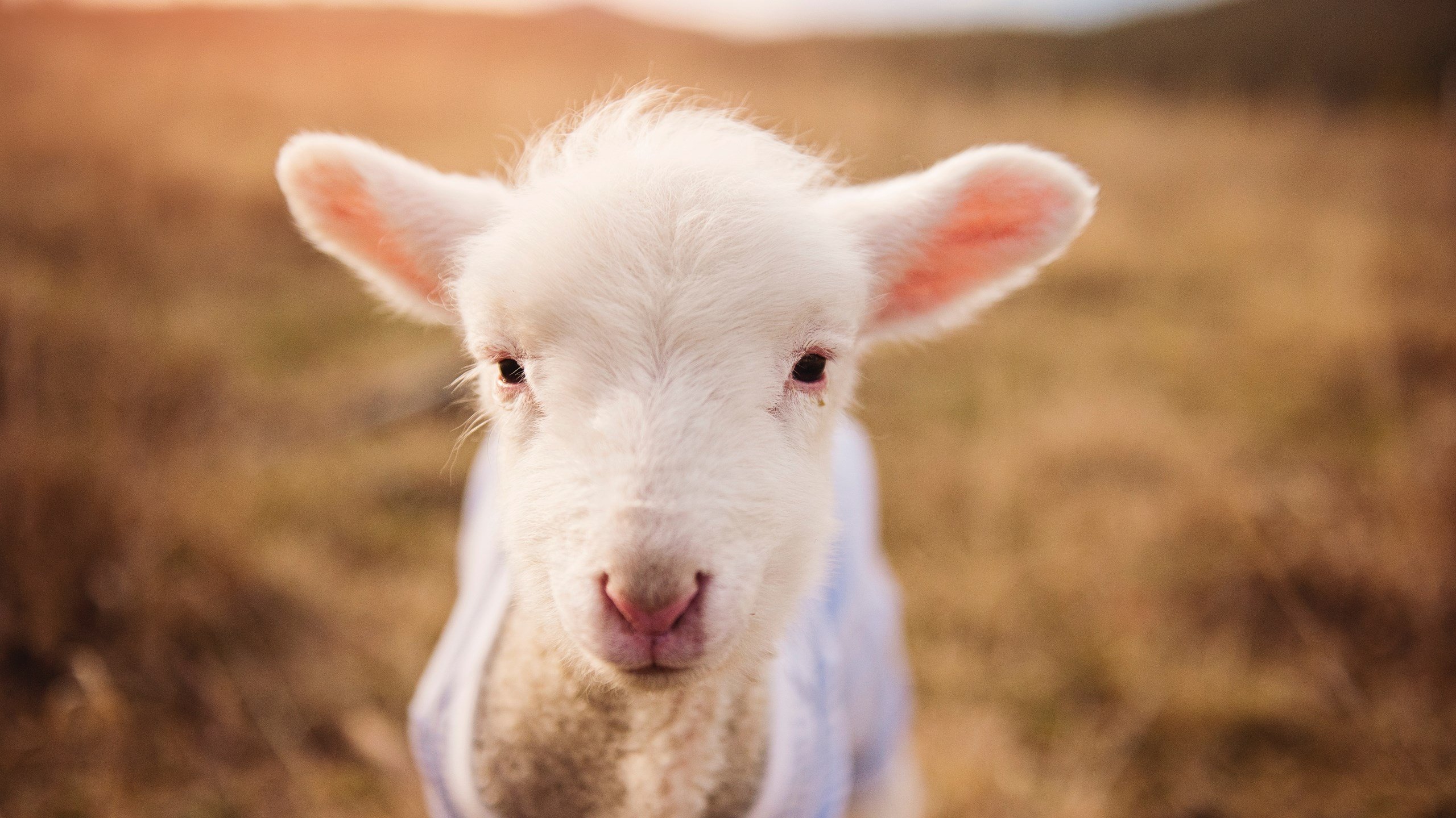 一记三分，一座城市，一个瞬间的永恒