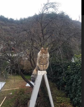 洲际碰撞夜，佩德里，那颗划破利雅得上空的超新星