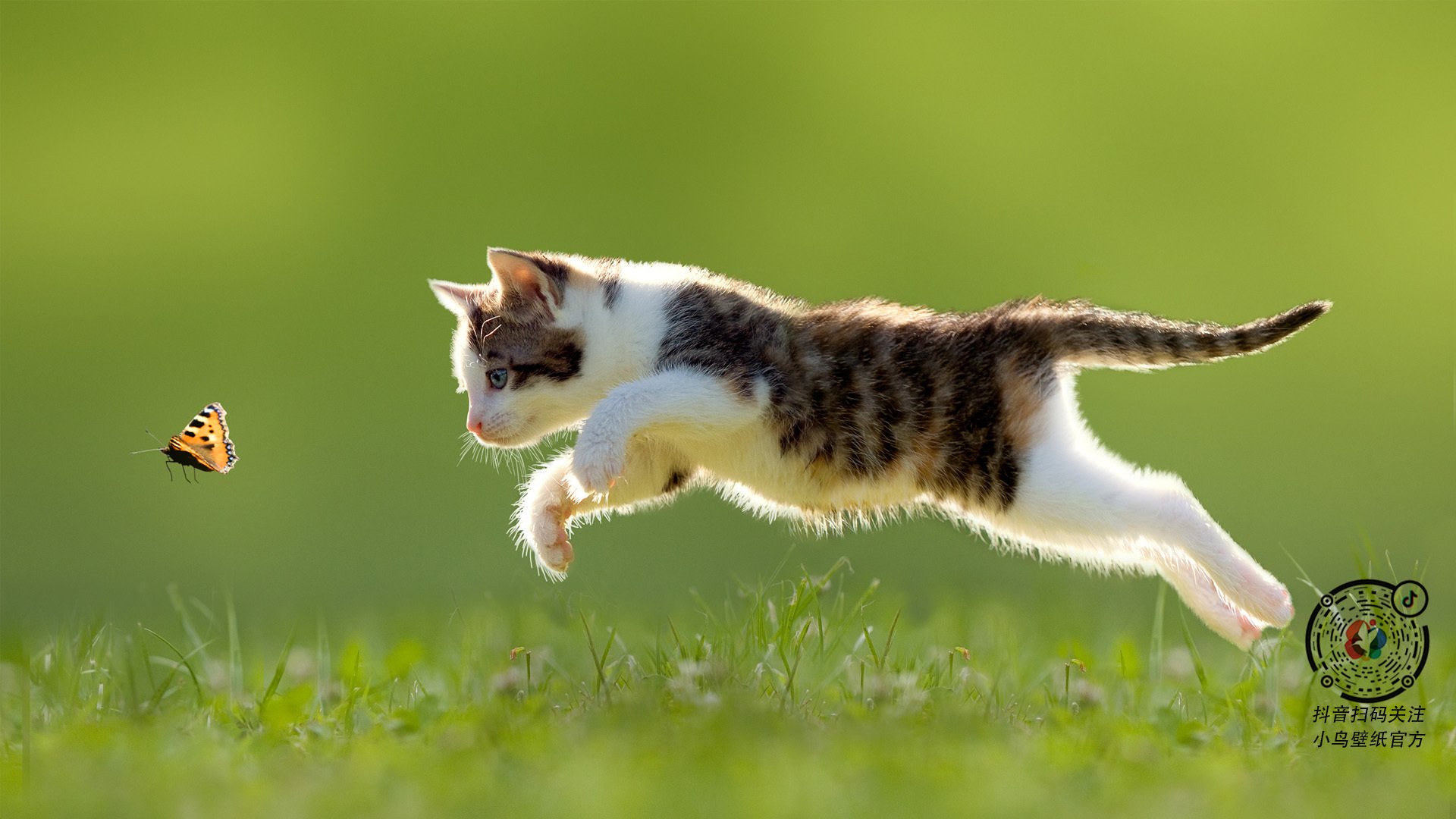 绿茵场与沙漠,戈麦斯的金字塔里程碑