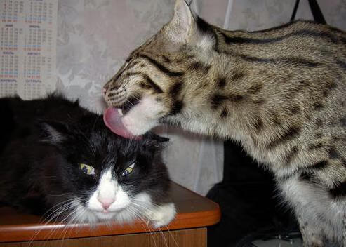 暗夜君王,特奥以统治级数据谱写的F1街道赛交响曲