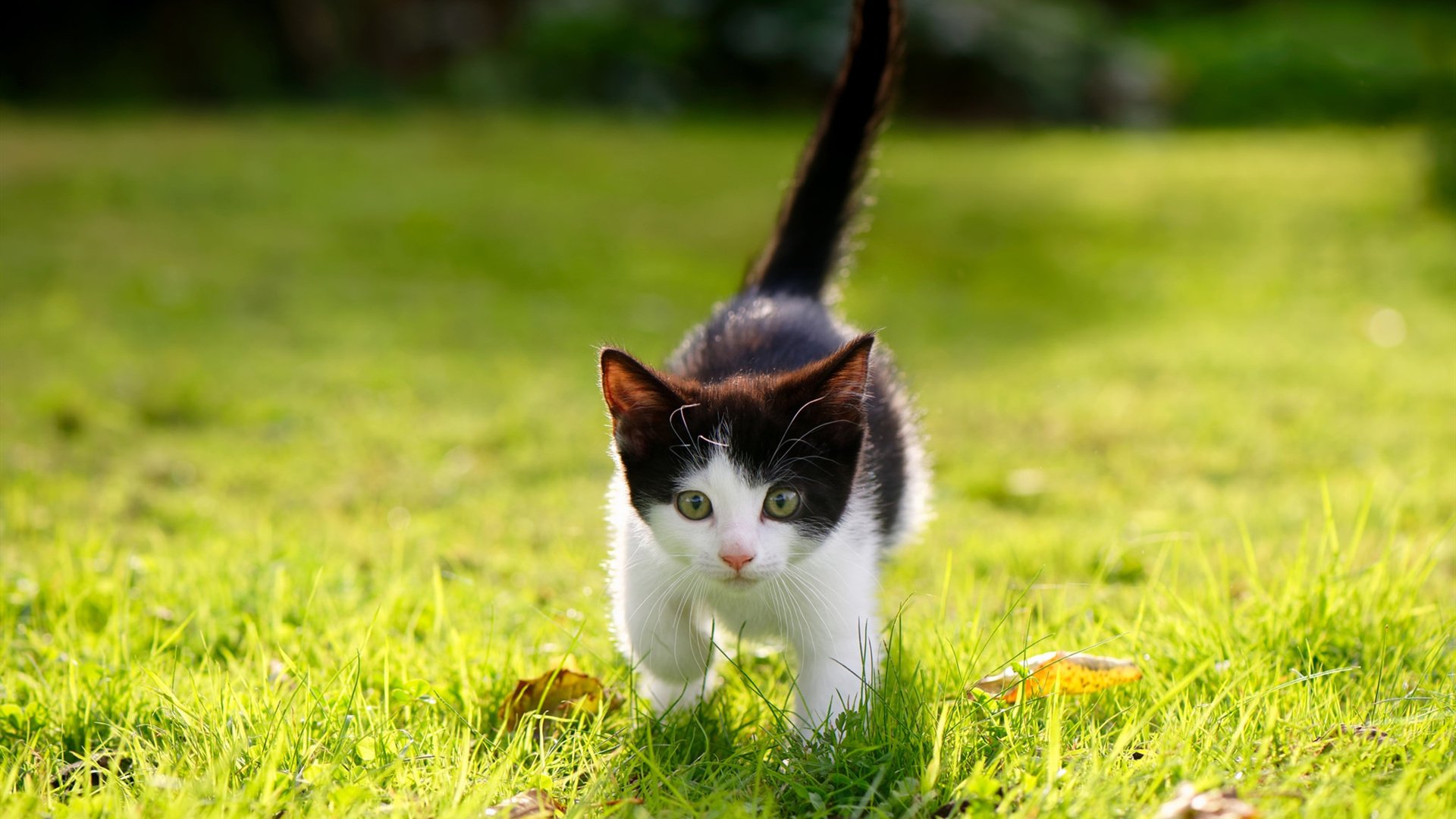 战术诗与暴力诗，哈利伯顿用实力书写序章，雄鹿末段终结吉林队