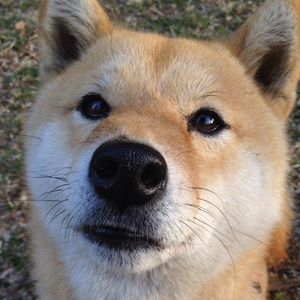 防线撕裂者，门迪让爱尔兰感受曼城风暴