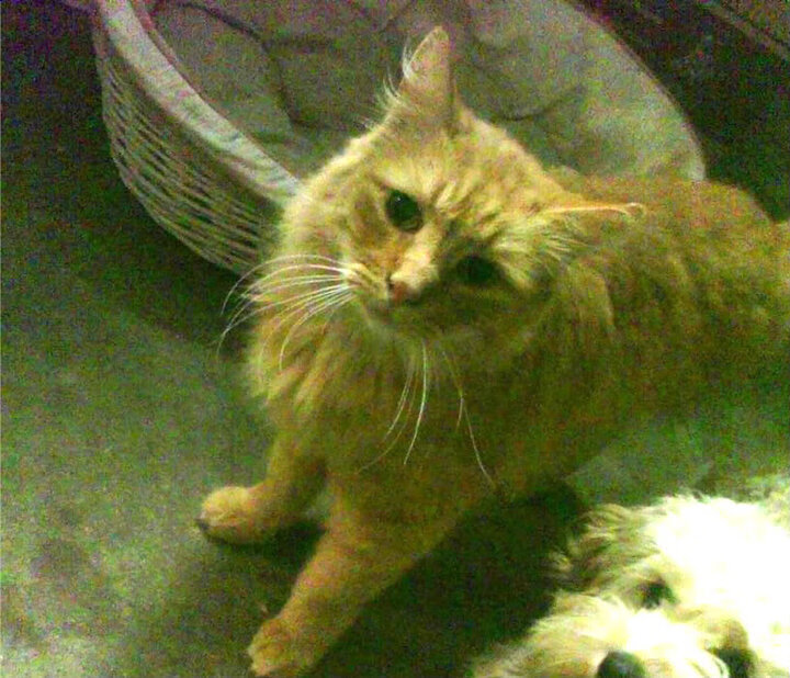 世界排名战争,迪巴拉一锤定音,马里改写历史之夜