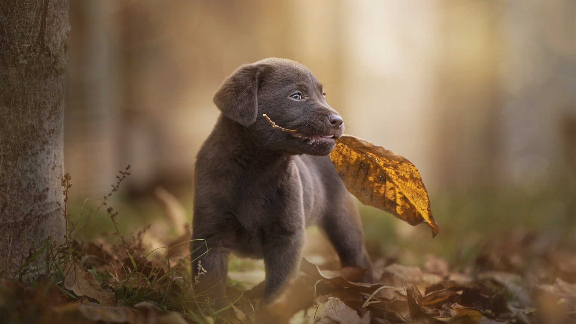 亚洲脉动与南美狂潮，足球世界的双面震撼