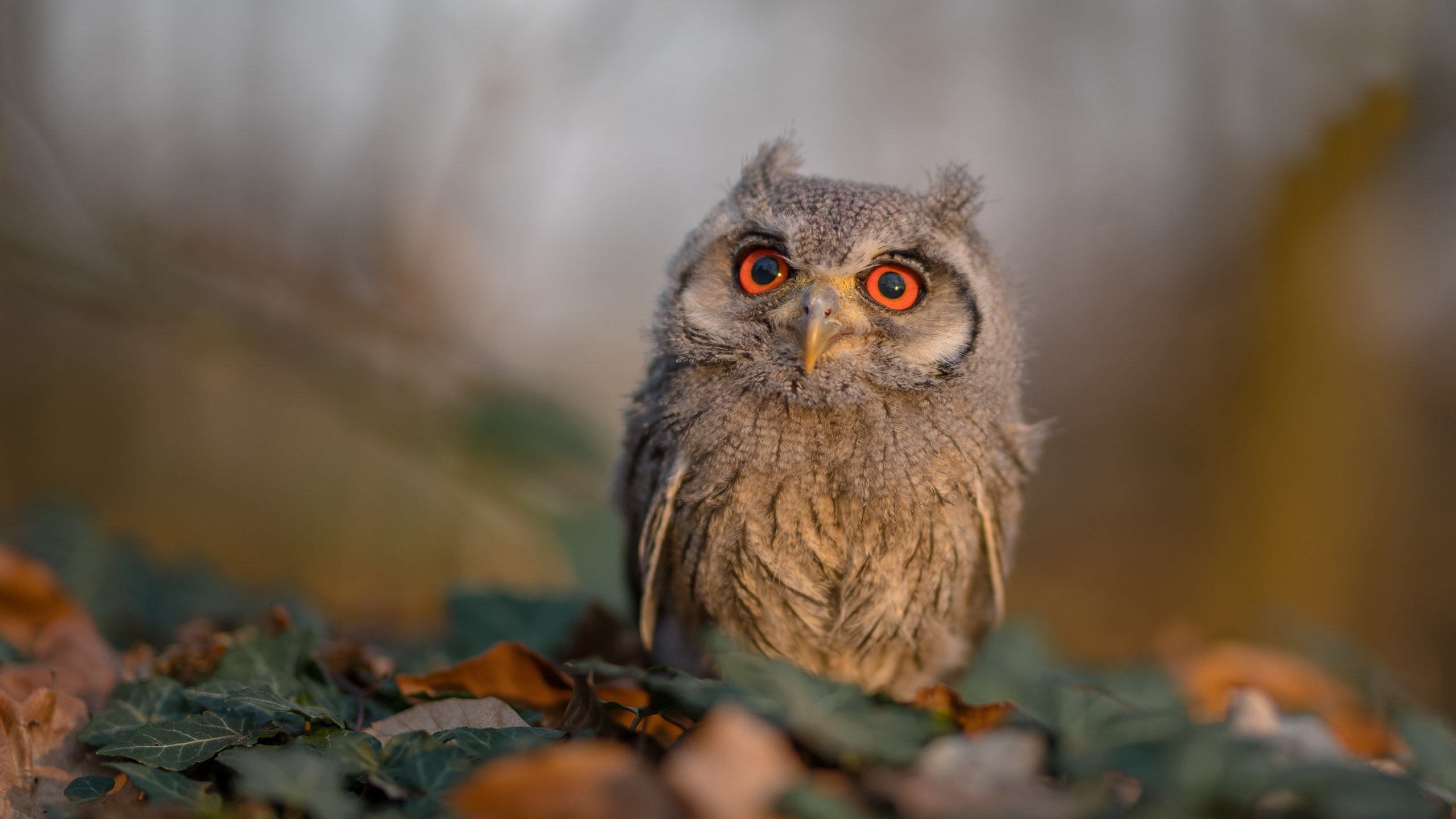 圣西罗南征记,当红黑军团踏足潘帕斯,贝林厄姆的意外钥匙